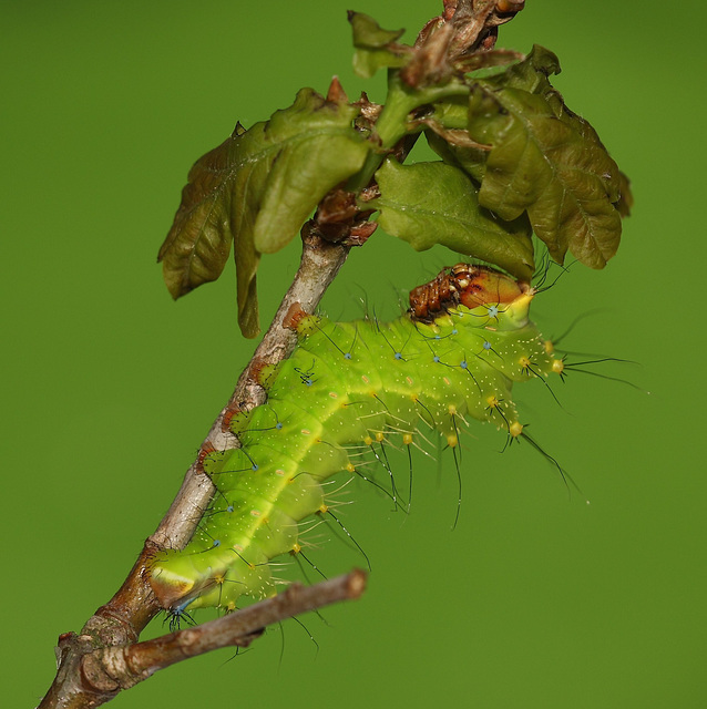 Japanese oak silkmoth (Antheraea yamamai) caterpillar, third instar