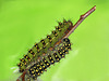 Emperor moth (Saturnia pavonia) caterpillars, fifth instar