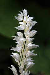 Phantom Orchid