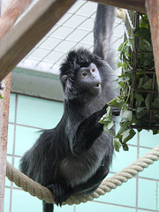 Gelenkiger Haubenlangur (Wilhelma)