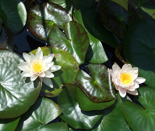 Waterlilies in the Garden with the Reproduction of the  Large Fountain from Pompeii in the Getty Villa, July 2008