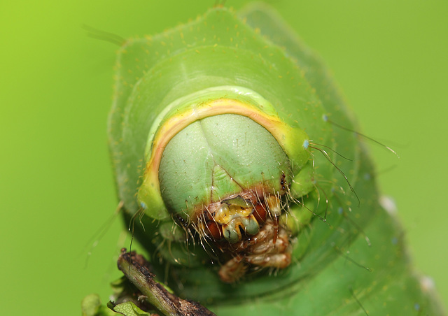 Japanese oak silkmoth (Antheraea yamamai) caterpillar, fifth instar