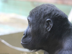 Junger Gorilla (Wilhelma)