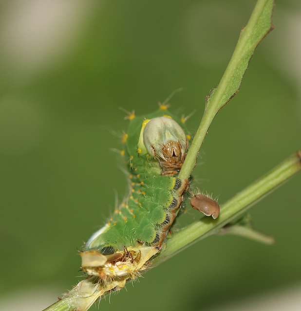 American oak silkmoth (Antheraea polyphemus) caterpillar