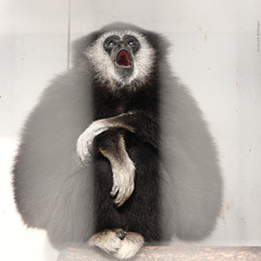 Morgenlied bei den Gibbons - Porgy (Wilhelma)