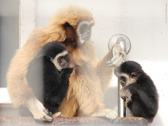 Gibbon-Familienleben (Wilhelma)