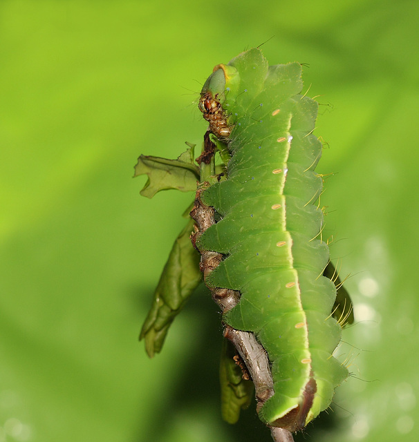 Japanese oak silkmoth (Antheraea yamamai) caterpillar, fifth instar