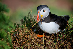 Nest building Puffin