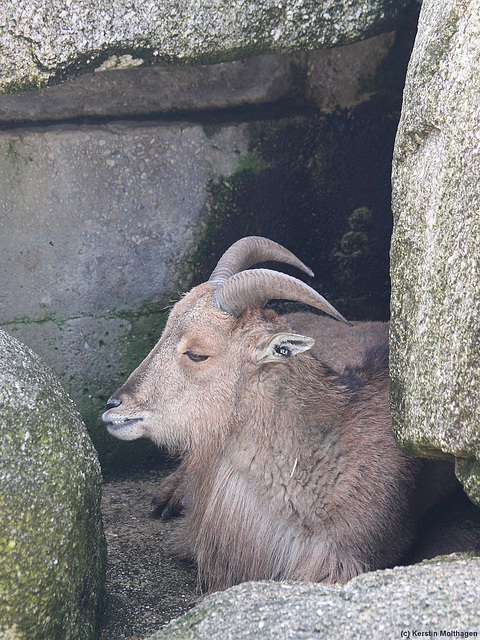 Mähnenschaf (Wilhelma)