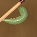 Brimstone (Gonepteryx rhamni) caterpillar pupating