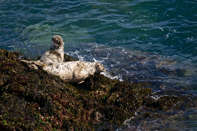 Atlantic Grey Seals.......on the rocks!