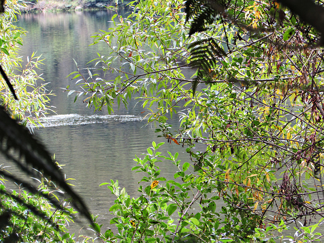 Glimpse of Lake Waipapa