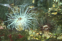 Im Aquarium der Wilhelma