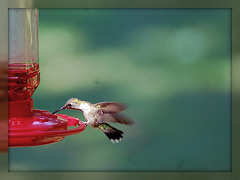 Humming Bird