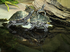 Zwerg-Höckerschildkröten (Wilhelma)