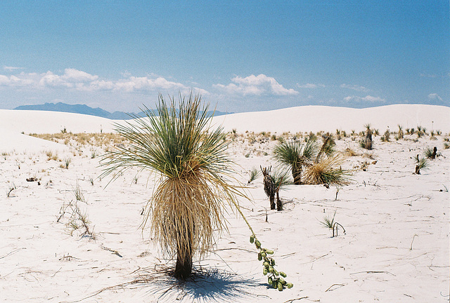 White Sands, NM