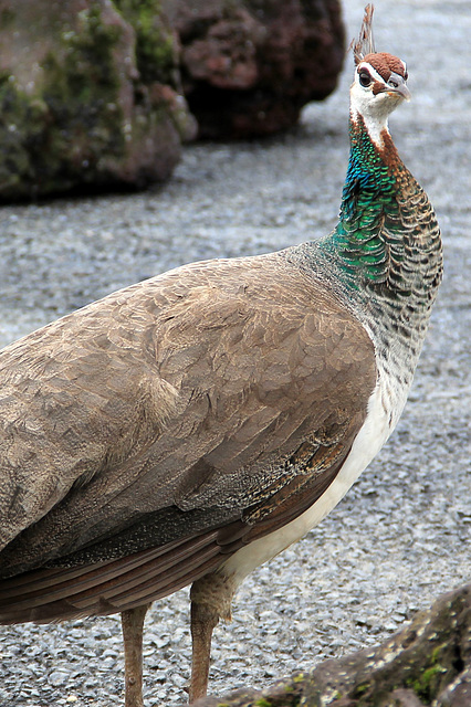 Madame Paon dans son terne plumage