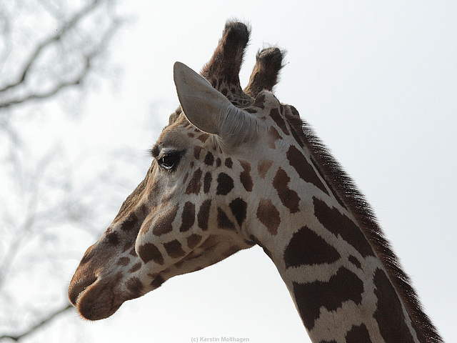 Giraffe (Wilhelma)