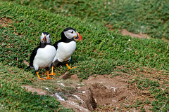 Pair of puffins