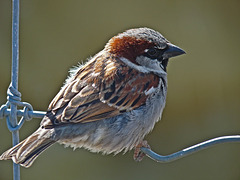 Bird on a wire