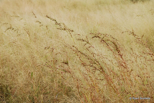 20081115-0123 Themeda triandra Forssk.