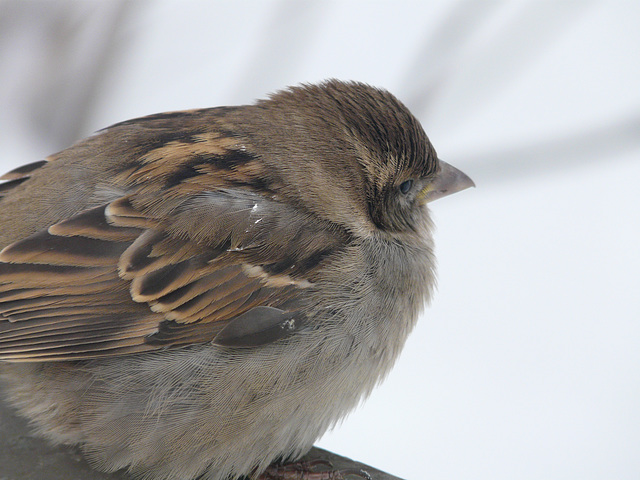 Another cold House Sparrow