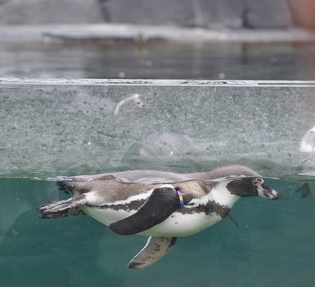 Zoo de Vincennes