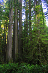 Redwoods