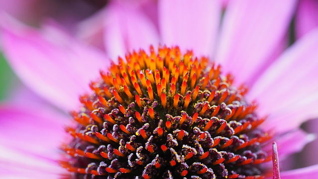 Butchart Gardens 06