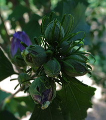 'Ardens' Rose of Sharon buds