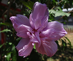 'Ardens' Rose of Sharon