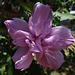 'Ardens' Rose of Sharon