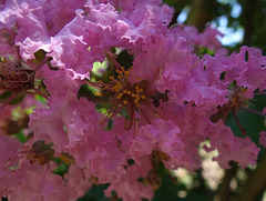 Pink Crape Myrtle