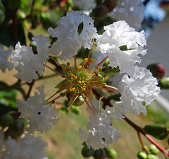 White Crape Myrtle