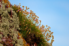 Clifftop Flowers