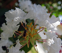 White Crape Myrtle with Bee