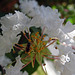 White Crape Myrtle with Bee