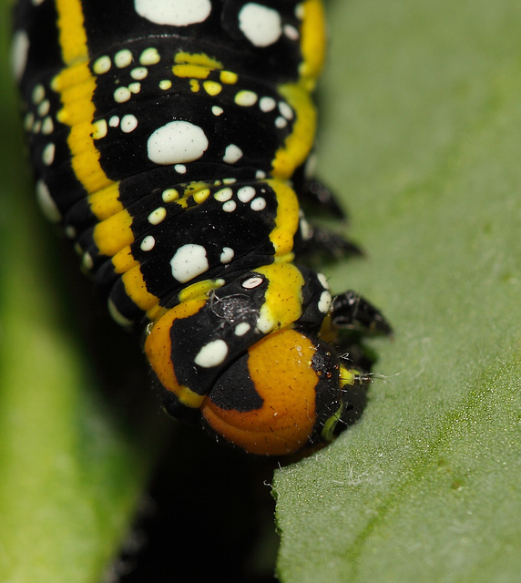 Spurge hawkmoth (Hyles euphorbiae) caterpillar