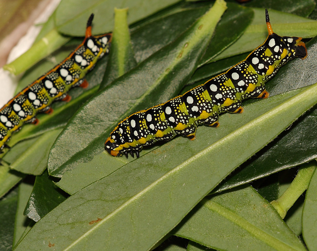 Spurge hawkmoth (Hyles euphorbiae) caterpillar