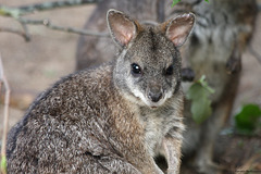 Parmawallaby (Wilhelma)