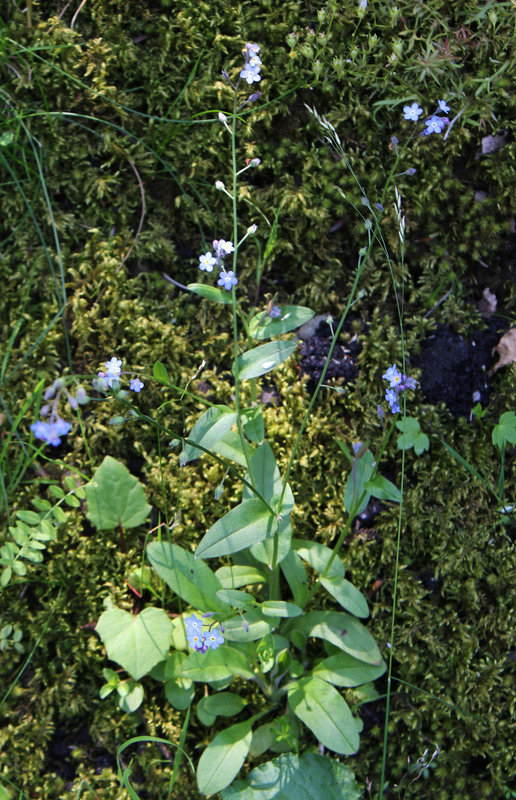 Myosotis des bois- Myosotis silvatica