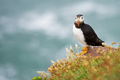 Puffin on a ledge