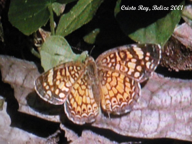 38 Belize Butterfly