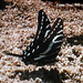 64 Neographium philolaus xanticles (Dark Kite Swallowtail)