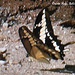 63 Papilio thoas (The King Swallowtail)