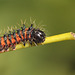 Gonimbrasia krucki caterpillar, second instar