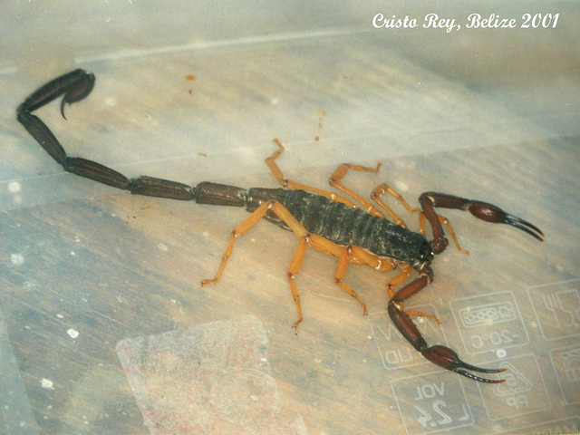 26 Belize 75mm Scorpion