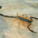 26 Belize 75mm Scorpion