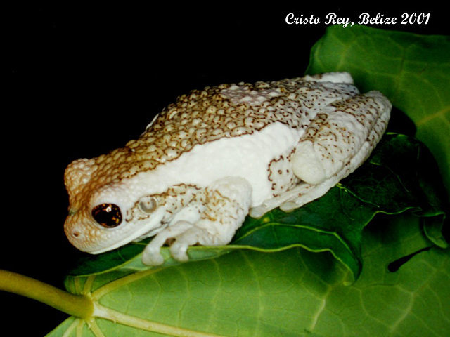 25 Belize Tree Frog