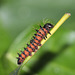 Gonimbrasia krucki caterpillar, second instar